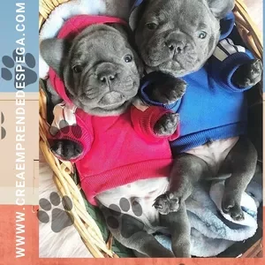 Curso Creación y Confección de Prendas y Accesorios para Mascotas