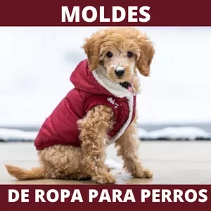 Curso Moldes y patrones de ropa para perros